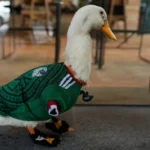 Pato Merlín: así han sido sus nuevas aventuras tras el éxito en el Mundial 2026