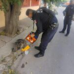 ¡Heroico rescate! Salvan a un búho herido en la Bellavista.