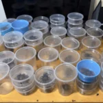 Decomisan 75 tarántulas y 20 tortugas durante operativo en Chihuahua