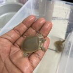 Nacen 8 tortugas de concha blanda en el Parque Central.